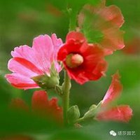 唯美好看蜀葵微信头像