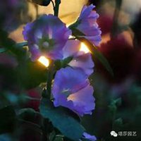 唯美好看蜀葵微信头像