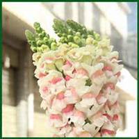 唯美好看蜀葵微信头像