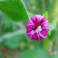 唯美好看蜀葵微信头像