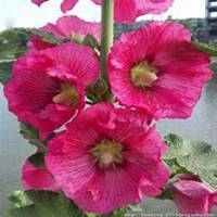 唯美好看蜀葵微信头像