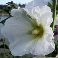 唯美好看蜀葵微信头像