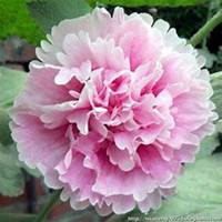 唯美好看蜀葵微信头像