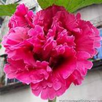 唯美好看蜀葵微信头像