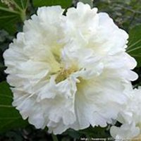 唯美好看蜀葵微信头像