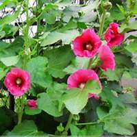 唯美好看蜀葵微信头像