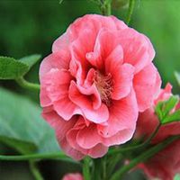 唯美好看蜀葵微信头像