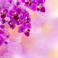 唯美好看蝴蝶兰微信头像