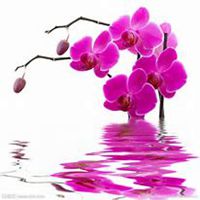 唯美好看蝴蝶兰微信头像