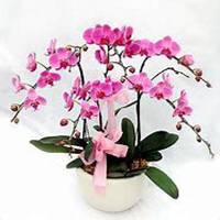 唯美好看蝴蝶兰微信头像