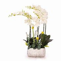 唯美好看蝴蝶兰微信头像