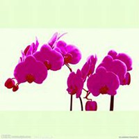 唯美好看蝴蝶兰微信头像