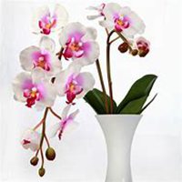 唯美好看蝴蝶兰微信头像