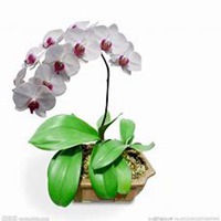 唯美好看蝴蝶兰微信头像