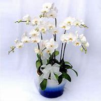 唯美好看蝴蝶兰微信头像