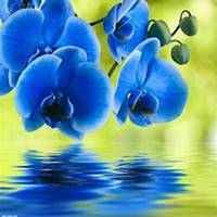 唯美好看蝴蝶兰微信头像