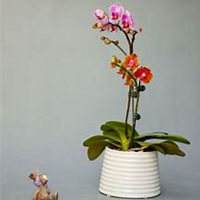 唯美好看蝴蝶兰微信头像