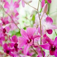 唯美好看蝴蝶兰微信头像