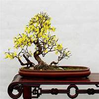 唯美好看迎春花微信头像