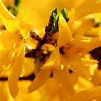 唯美好看迎春花微信头像