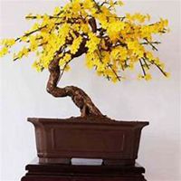 唯美好看迎春花微信头像