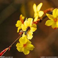 唯美好看迎春花微信头像