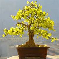 唯美好看迎春花微信头像