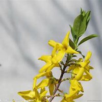 唯美好看迎春花微信头像