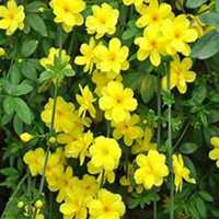 唯美好看迎春花微信头像