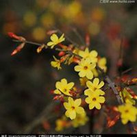 唯美好看迎春花微信头像