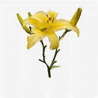 唯美好看迎春花微信头像