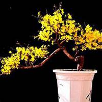 唯美好看迎春花微信头像