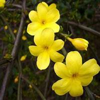 唯美好看迎春花微信头像