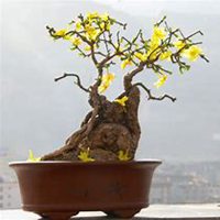 唯美好看迎春花微信头像