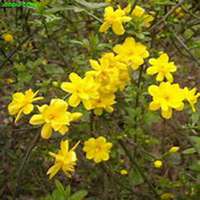 唯美好看迎春花微信头像