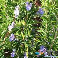 唯美好看迷迭香微信头像