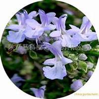 唯美好看迷迭香微信头像