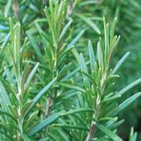 唯美好看迷迭香微信头像