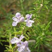 唯美好看迷迭香微信头像