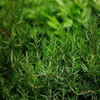 唯美好看迷迭香微信头像