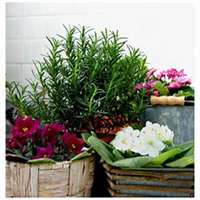 唯美好看迷迭香微信头像