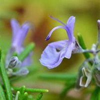 唯美好看迷迭香微信头像