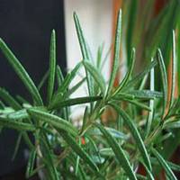 唯美好看迷迭香微信头像