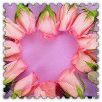 唯美好看郁金香微信头像