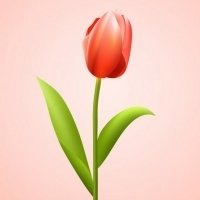 唯美好看郁金香微信头像