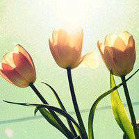 唯美好看郁金香微信头像