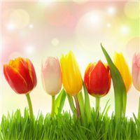 唯美好看郁金香微信头像