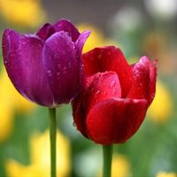 唯美好看郁金香微信头像