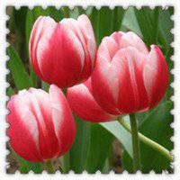 唯美好看郁金香微信头像