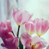 唯美好看郁金香微信头像